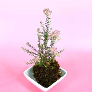 苔玉　ライスフラワー