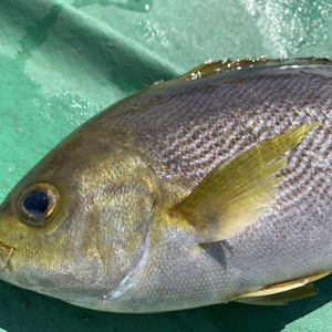 イサキ　丸のまま イワシの舞う島で育っためでたい魚