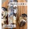 【超希少】【有明海産・天然】スミノエ牡蠣　スミ☆スター
