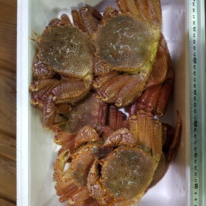 石川県産　毛ガニ　活　天然物　900gサイズ　訳あり