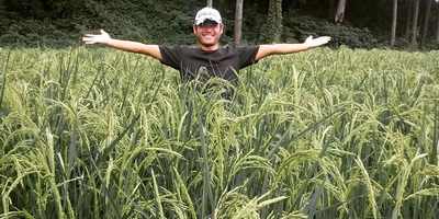 お米って、品種改良されているのが一般的。