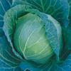 ひめみつキャベツ【蜜シリーズ】静岡県磐田市産