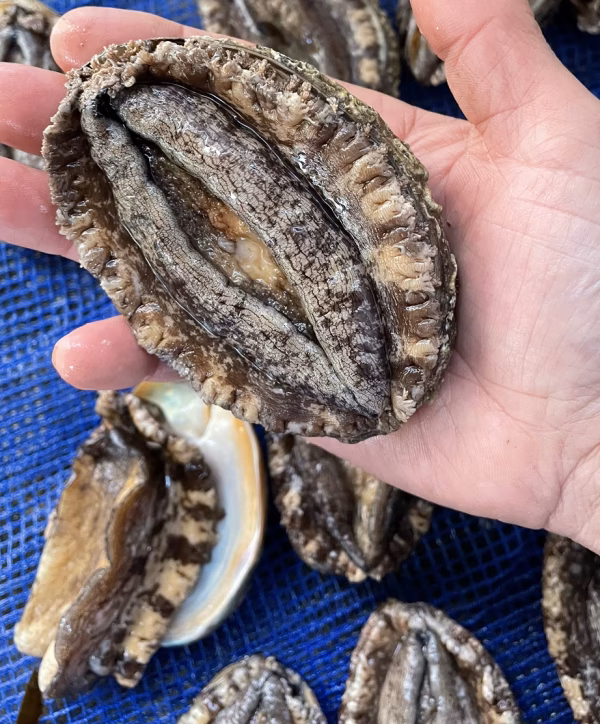 酸素封入発送♪ 天然活あわび♪ 北三陸太平洋♪