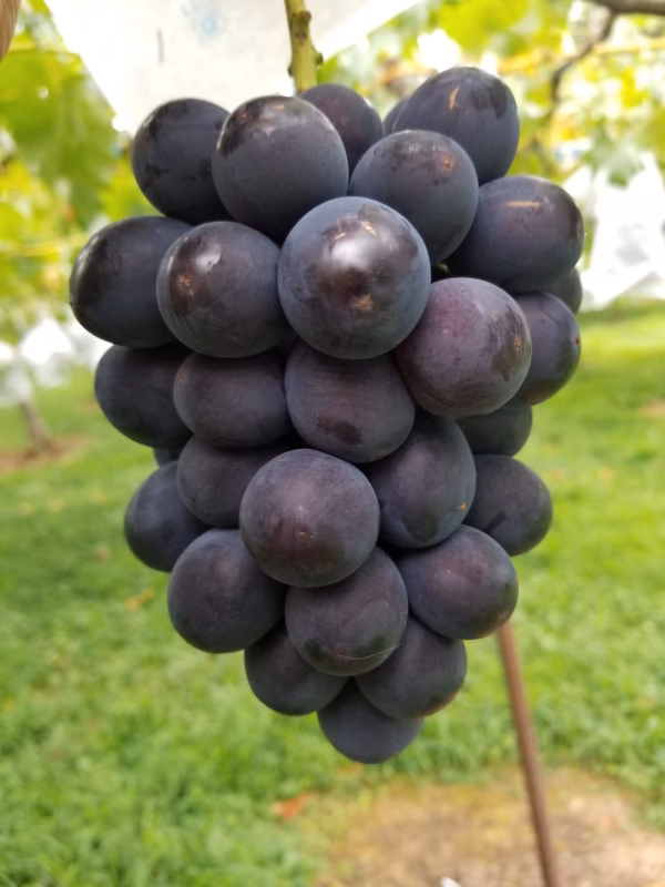 フルーツ王国山形で育てたぶどう【高尾】優品（B級）