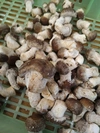 【規格外】西軽井沢産ノ菌床椎茸の芽　大きさランダム　農薬不使用　冷凍保存OK