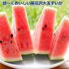 甘～いおいし～い尾花沢すいか 大玉2～3L(羅王ザ・スウィート )山形県産