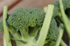 ブロッコリー