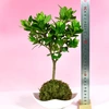 苔玉　クチナシ