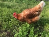【環境省公認】走る鶏の放牧卵　お多福たまご【３パック／３０個入】