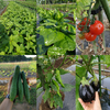 【月１回】自然栽培アスリート野菜セット(8品)【農薬・化学肥料なし】【クール便】