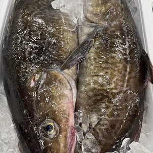  今が旬!  三陸産　メス　真鱈1.5kg〜2kg前後×2本