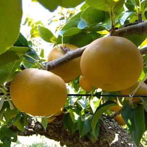 【9周年福袋】甘味がギュッ！！南水梨ご家庭用