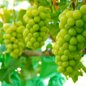 ☆ご家庭用☆　シャイマスカット４kg【８～16房】