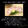 天然ブリ　10kg前後