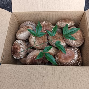 傘直径6㌢以上の椎茸1㎏！！