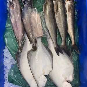 チャンス❗本日限り❗しょうごセット