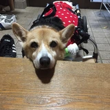 いちごmama