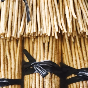 色白で風味豊か《水田ごぼう》菊池市産1キロ