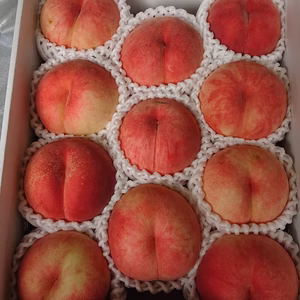 もも(さくら白桃)　9月下旬発送予定！