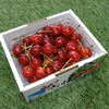 特秀★紅秀峰★山形県のさくらんぼ【500g】※常温便6月下旬〜発送予定