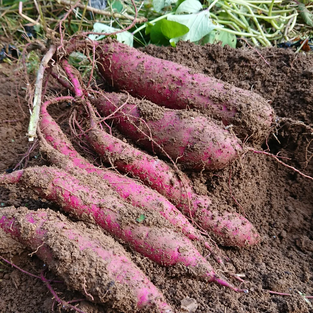 【2018秋 旬野菜セット】根菜もりもり。芋煮しようぜ。