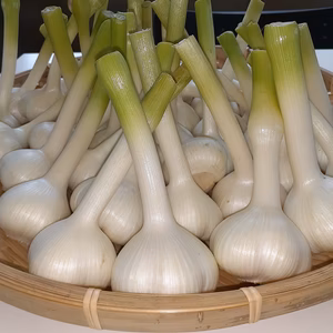 【有機ＪＡＳ認証】有機生にんにく（期間限定7月15日迄）