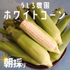 この美味しさにハマる！！朝採りホワイトコーン