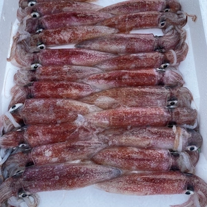 ☆送料一律: 800円☆ ケンサキイカ(中〜小) 1kg 250g×4袋