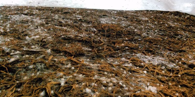 マッシュルームの赤ちゃんは、小宇宙のような光景を見せてくれる