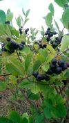 アロニア冷凍果実（ｱﾝﾄｼｱﾆﾝ豊富♪）令和2年新潟県産