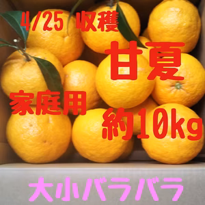 静岡県産　樹なり　完熟甘夏　家庭用　約10㎏ ラストセール