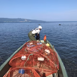 青海良平