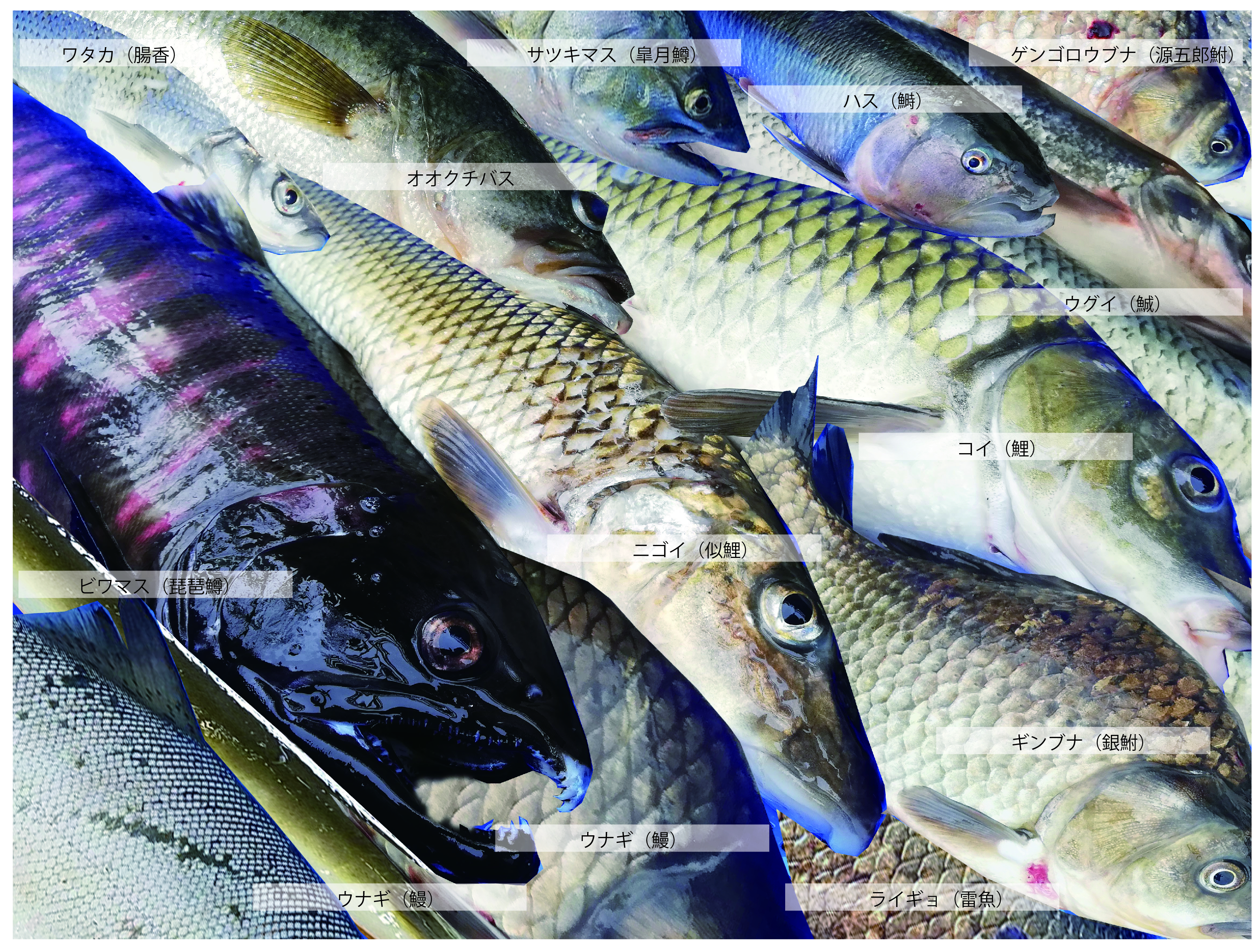 琵琶湖の旬を届ける淡水魚セット 農家漁師から産地直送の通販 ポケットマルシェ