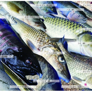 琵琶湖の旬を届ける淡水魚セット
