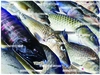 琵琶湖の旬を届ける淡水魚定期便