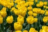 【長持ち生花！】一重咲き黄色のチューリップ！春を一足早くお届け！【新潟五泉産】