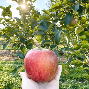 信州安曇野産　サンふじ　【自家用】