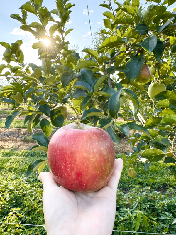 信州安曇野産　サンふじ　【自家用】