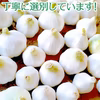 【送料込み】　生ニンニク　１kg