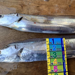 [瀬戸内発]　活〆　一本釣り太刀魚（中）2匹セット　真空冷凍でお届け♪