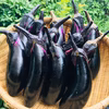 採りたて直送！鴨さんのナス【12本、他のセット同封可能】
