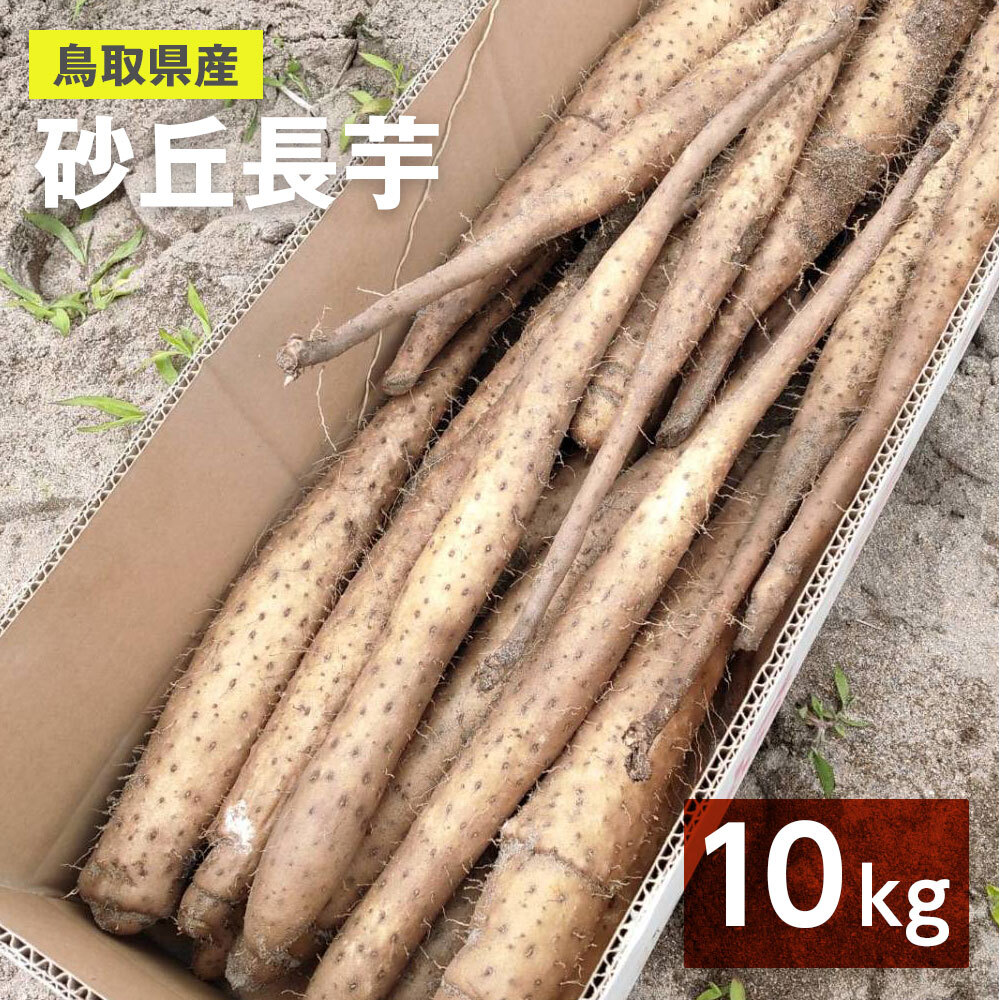 白芽里芋 種芋 10kg - 野菜