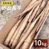 【家庭用】砂丘ながいも　長芋　とりたて　3kg　5kg　10kg　根菜