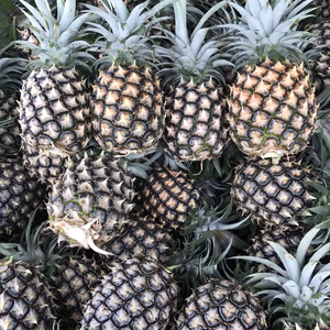 沖縄県石垣島産中玉ピーチパイン2kg入り