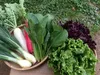 [クール便／毎週土曜定期]　子育て農家の野菜セット　選べる2サイズ