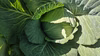 朝採り！無農薬無化学肥料　信州伊那谷★旬の野菜セット