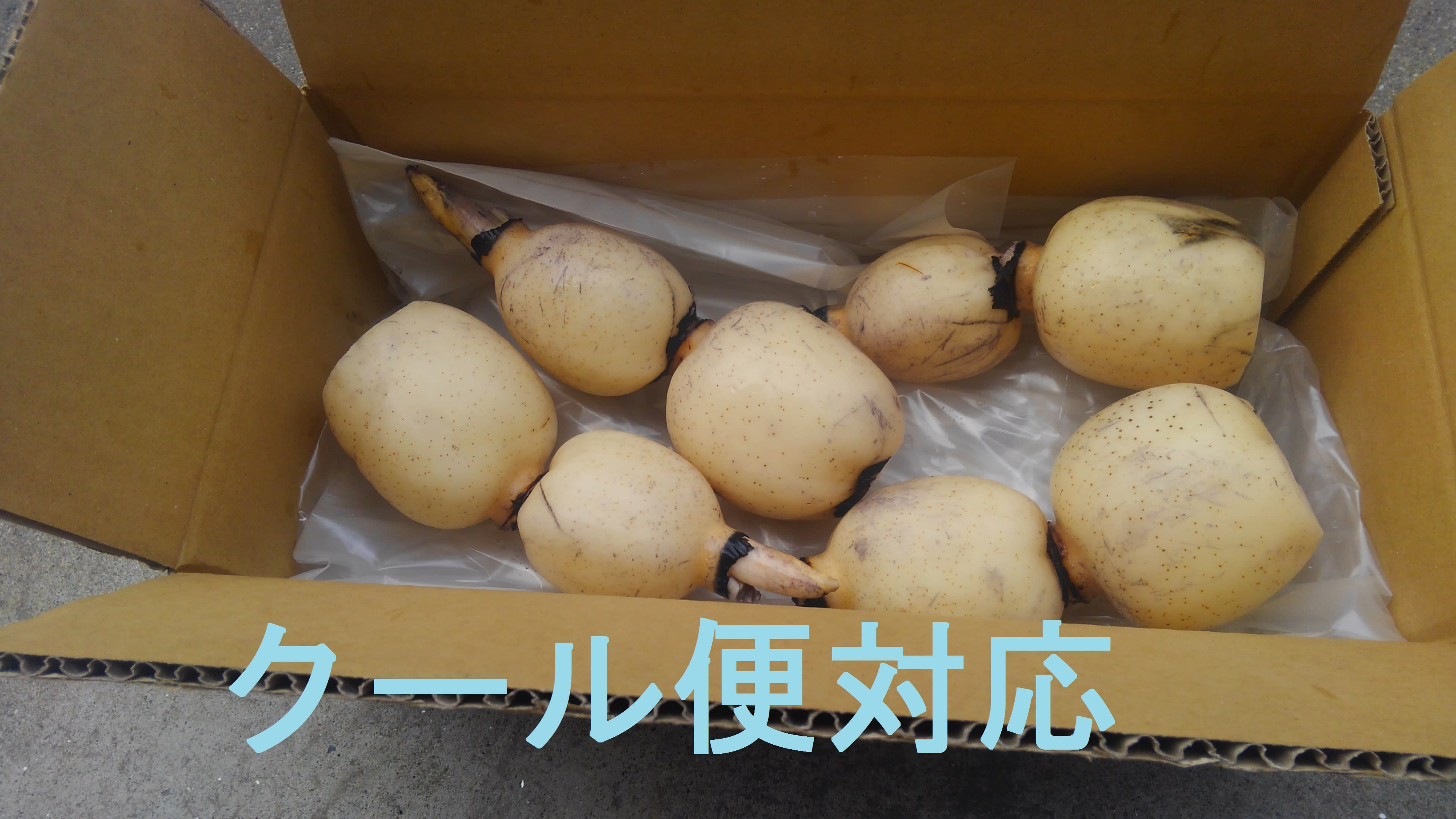 Cool 先ずはお試しに れんこん 1kg 歯触り最高 農家漁師から産地直送の通販 ポケットマルシェ