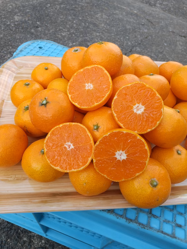 長崎の【完熟小粒】原口早生みかん(3kg)