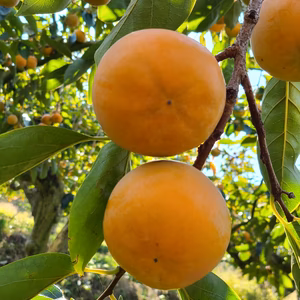 亨ちゃんちの志波の柿   福岡県朝倉市杷木志波産  富有柿  Ｌサイズ