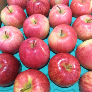 訳ありジョナゴールド5キロ